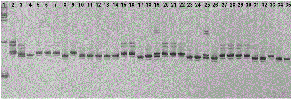 一种水稻抗白背飞虱的新基因Wbph9(t)及其分子标记方法和应用与流程