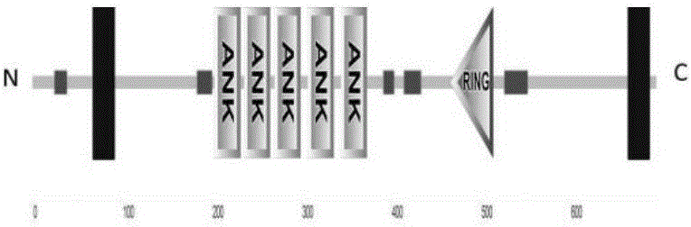 云南疣粒野生稻MeXB3基因及其應(yīng)用的制作方法與工藝