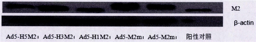 一種Ad5?M2m作為通用流感疫苗毒種的構(gòu)建與制備方法與流程