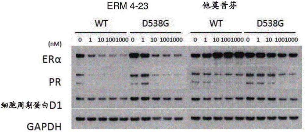 調(diào)節(jié)雌激素受體突變體的方法和組合物與流程