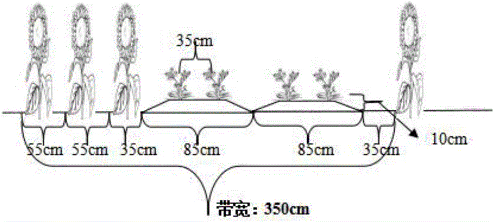 一種鹽堿地油葵花生間作高產(chǎn)的栽培方法與制造工藝