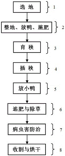 亞熱帶丘陵區(qū)有機(jī)水稻的栽培方法與制造工藝