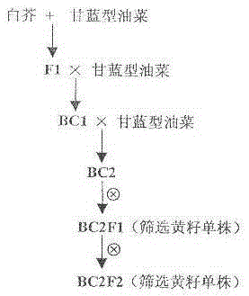 一种黄籽甘蓝型油菜的获取方法与制造工艺