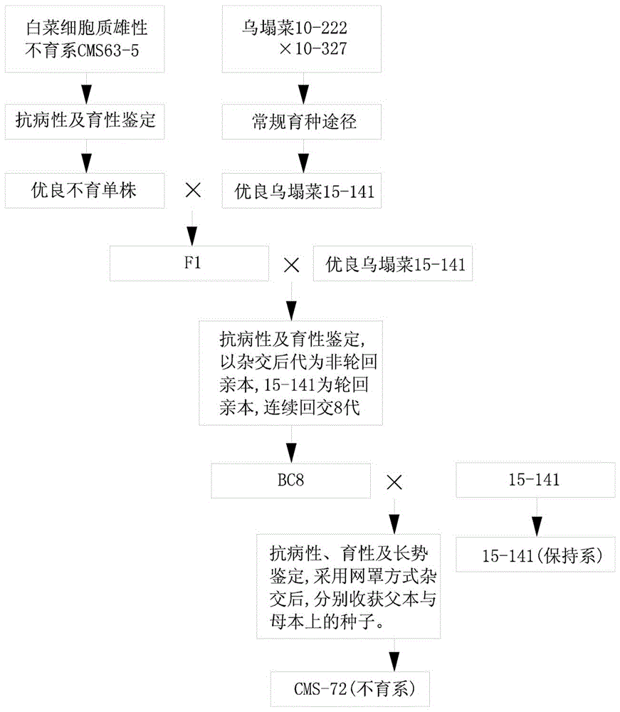 一種烏塌菜細胞質(zhì)雄性不育系及保持系的選育方法與制造工藝