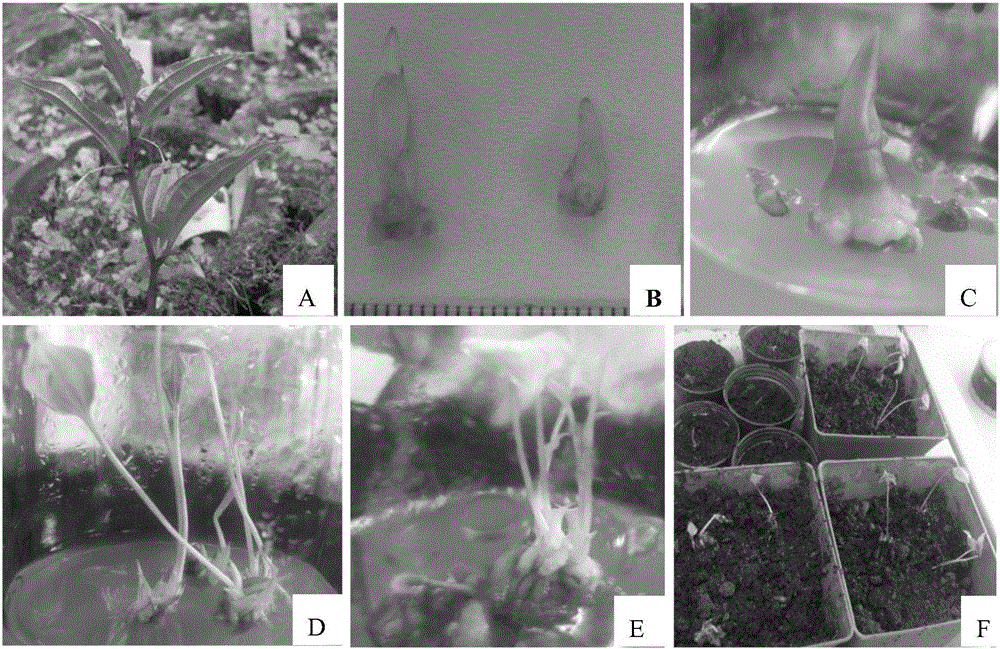 黃精葉鉤吻的組培快速繁殖方法與制造工藝
