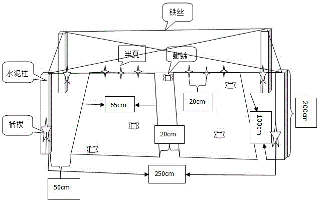一种蟾蜍养殖与半夏、栝楼种植相结合的方法与制造工艺