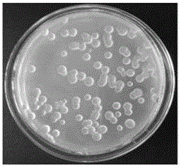 一种类芽孢杆菌产生的微生物絮凝剂及其应用的制造方法与工艺