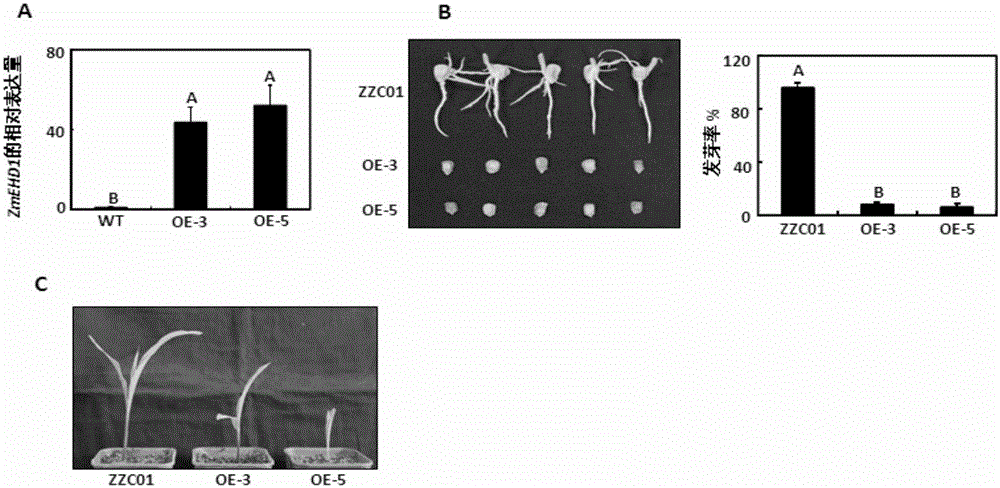 一種調(diào)控植物體內(nèi)生長(zhǎng)素平衡的EHD1蛋白及其應(yīng)用的制造方法與工藝