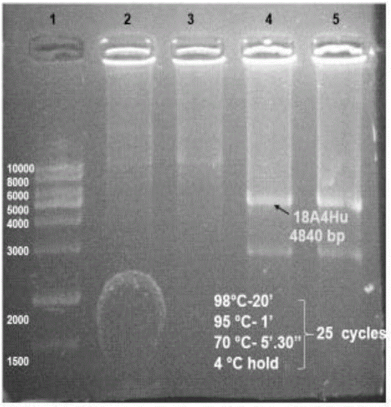 植物体系表达人源化抗AGR2单克隆抗体18A4的质粒构建的制造方法与工艺