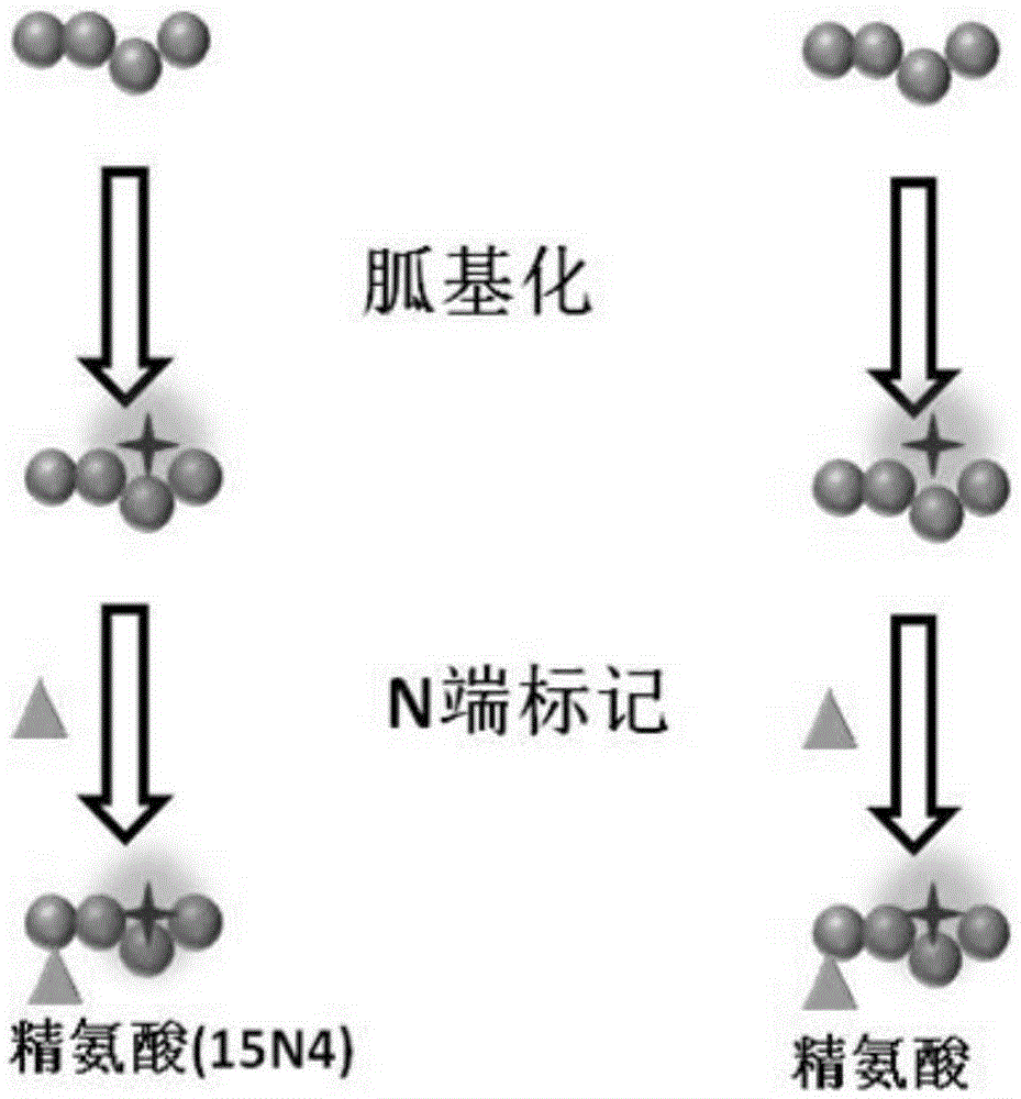 基于化學修飾和同位素標記多肽氨基酸序列從頭測序方法與制造工藝