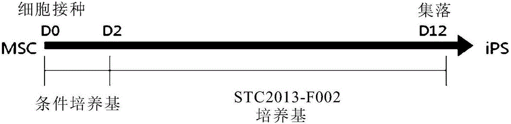 從脂肪來源間充質干細胞制備誘導多能干細胞的方法及利用該方法制備的誘導多能干細胞與制造工藝