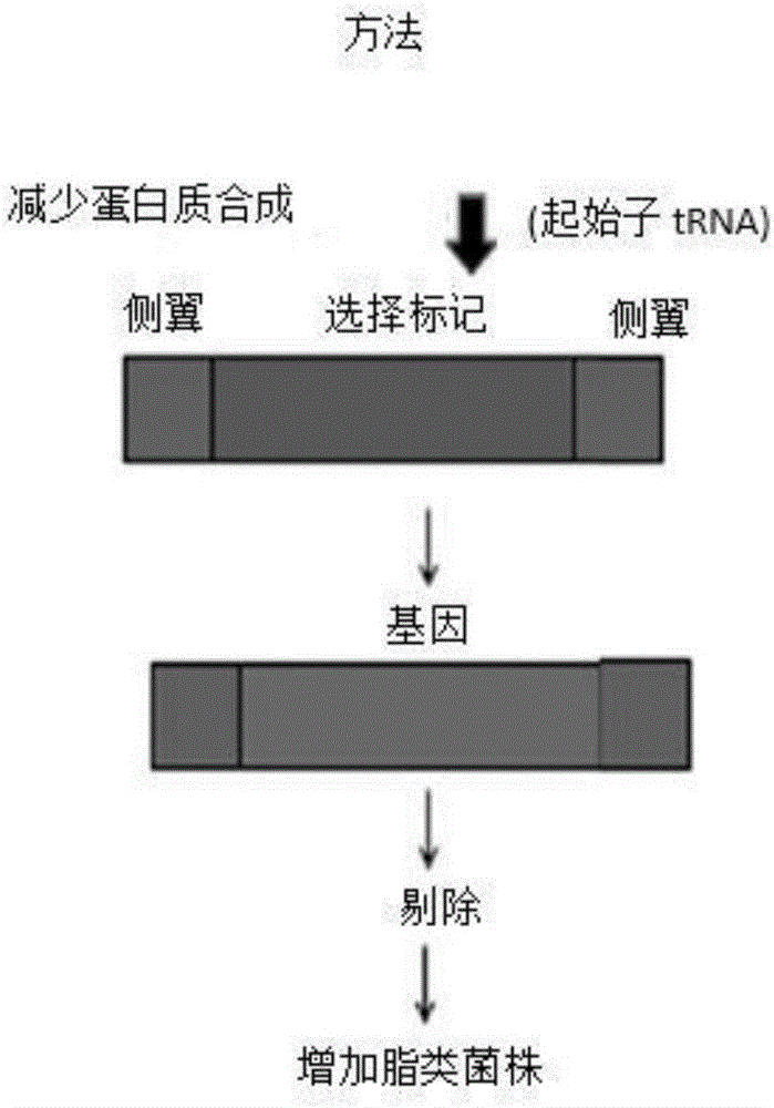 提高微生物脂類含量的方法及相應(yīng)改良微生物與制造工藝