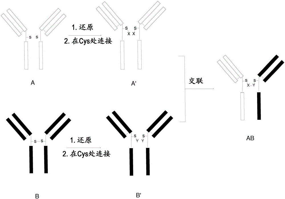 化學(xué)鎖定的雙特異性抗體的制造方法與工藝