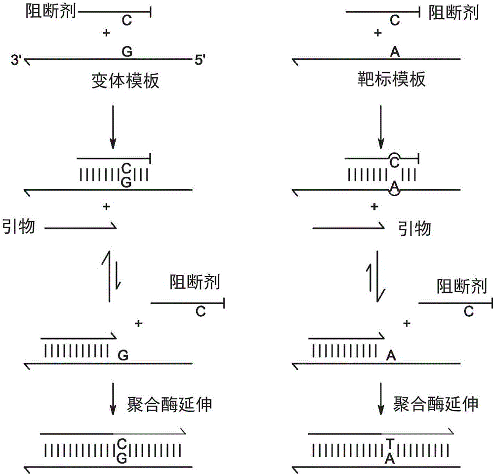 使用重叠非等位基因特异性引物和等位基因特异性阻断剂寡核苷酸的组合物进行等位基因特异性扩增的制造方法与工艺