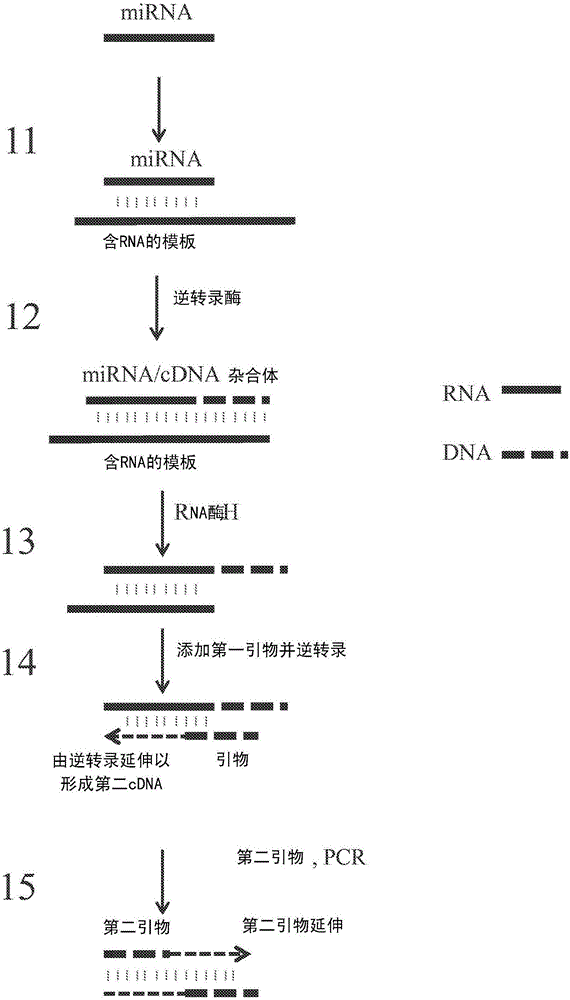 RNA擴增方法與制造工藝