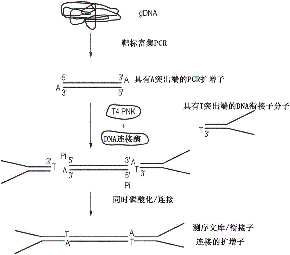 銜接子連接的擴增子的制備的制造方法與工藝