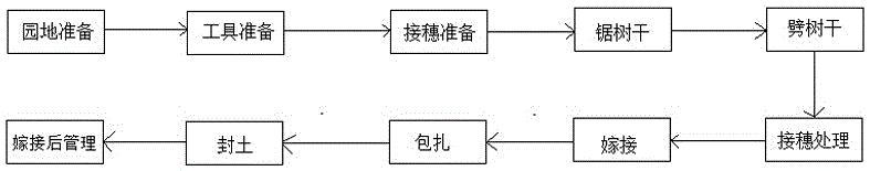 一種葡萄坐地砧硬枝嫁接方法與制造工藝