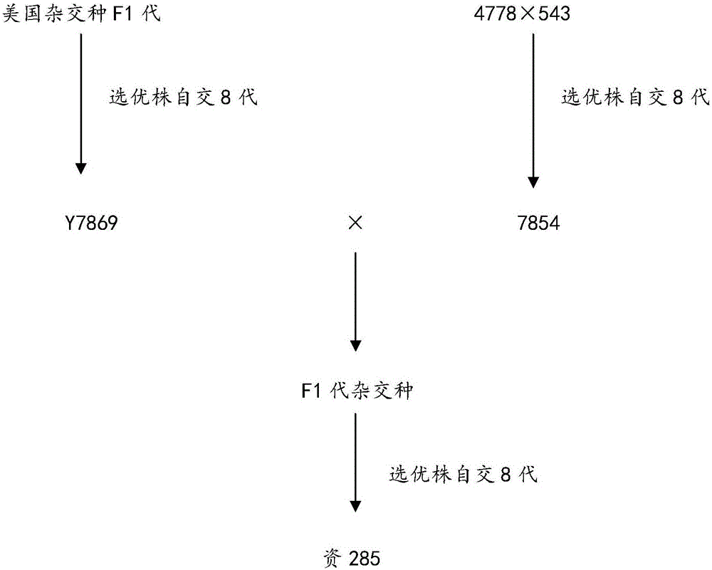 本发明涉及一种植物选育方法,尤其涉及一种玉米亲本自交选育方法.