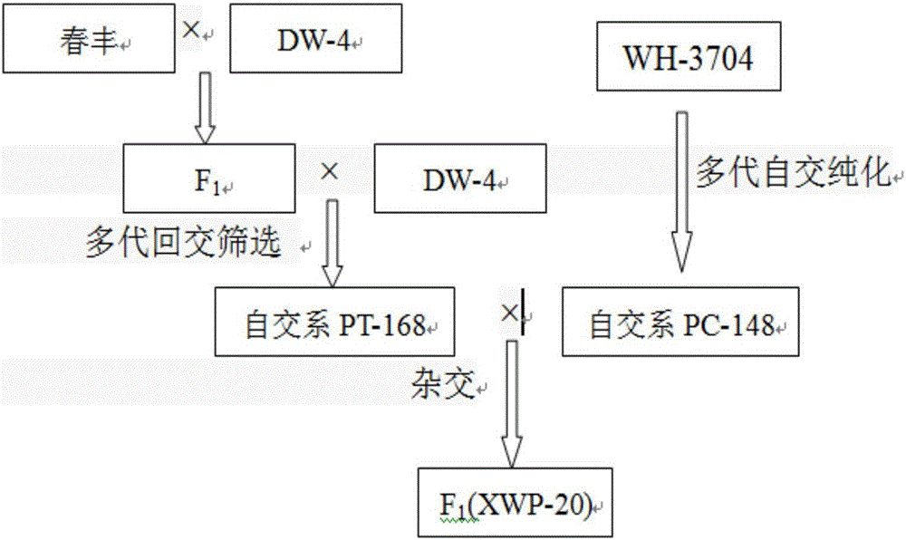 一種三倍體西瓜專用授粉品種的選育及應用方法與制造工藝
