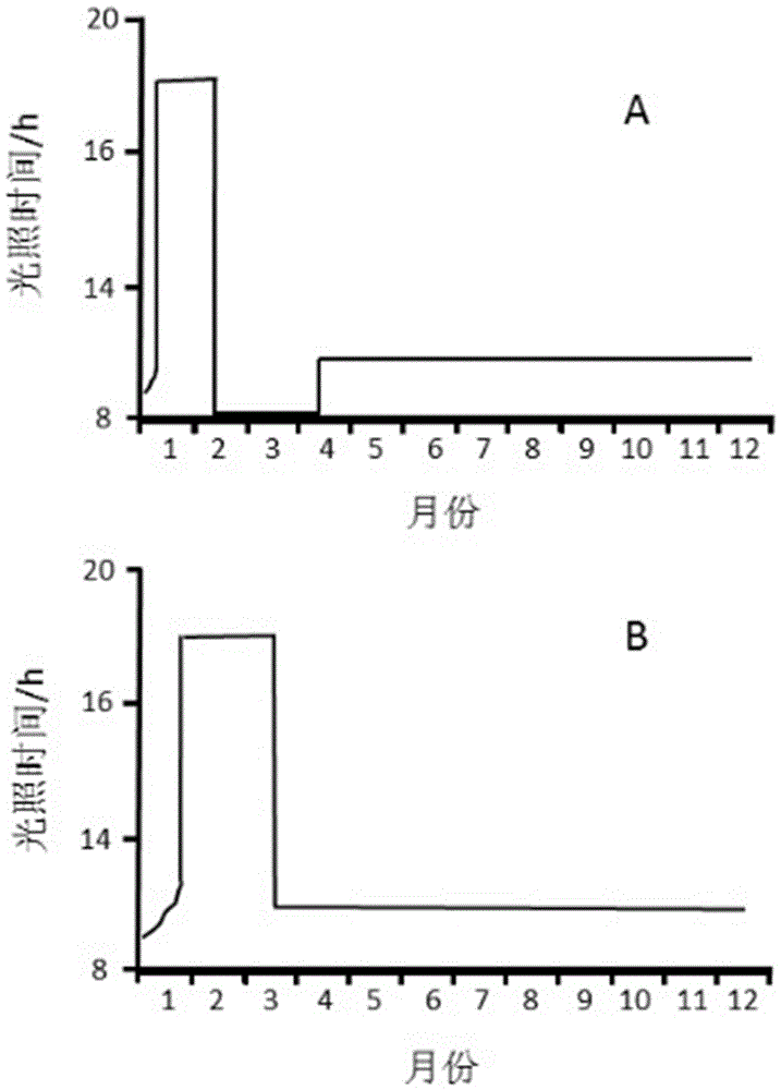 高效生產(chǎn)優(yōu)質(zhì)肉用雜交鵝苗的方法與制造工藝