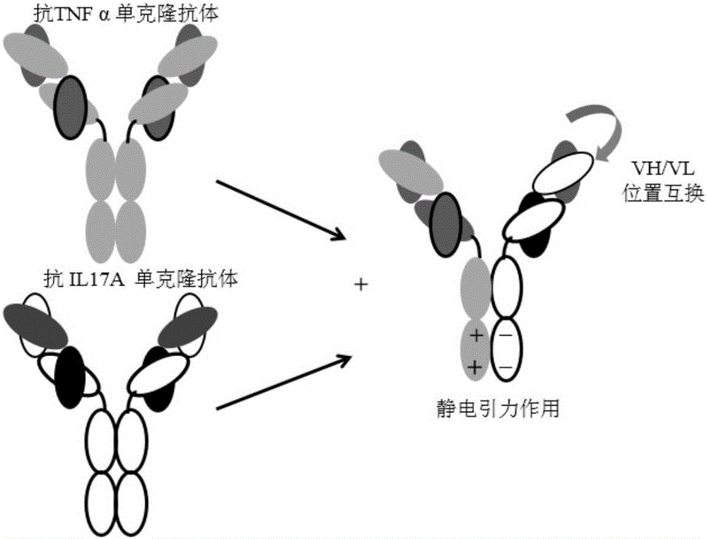 IgG雜合型抗TNFα和IL?17A雙特異性抗體的制造方法與工藝