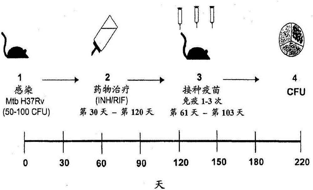 用于預防或治療結(jié)核分枝桿菌感染的新方法與制造工藝