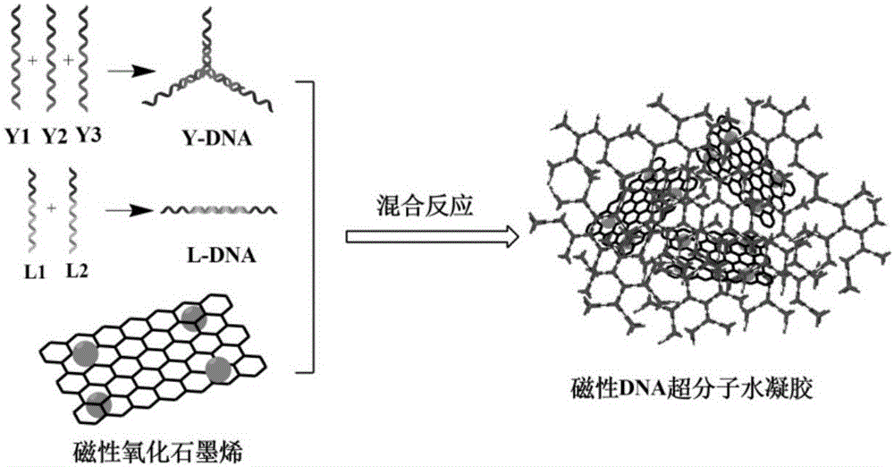 一種磁性DNA超分子水凝膠的制備方法及其應(yīng)用與制造工藝