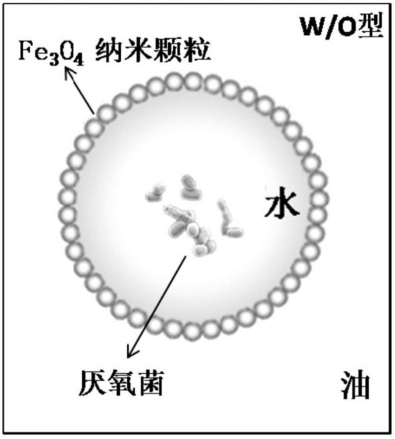 一種基于磁響應(yīng)Pickering乳液的厭氧菌發(fā)酵培養(yǎng)方法與制造工藝