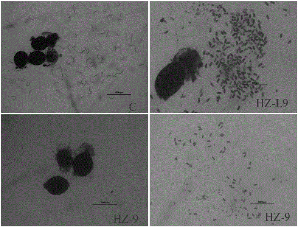 生防菌株HZ-9及其在防治大豆孢囊線蟲中的應(yīng)用的制造方法與工藝