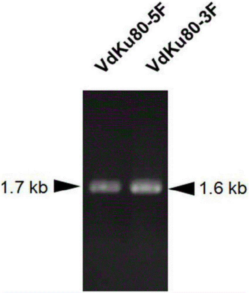 大丽轮枝菌VdKu80基因敲除突变体菌株，其构建方法及其应用与制造工艺