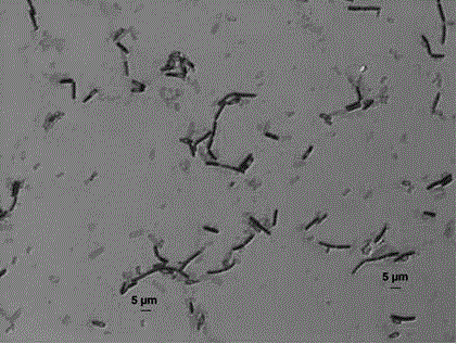 莫海维芽胞杆菌的应用及其降解邻苯二甲酸2‑乙基己酯的方法与制造工艺
