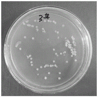 一株海洋細(xì)菌BA?3及其在防治蘭花病害中的應(yīng)用的制造方法與工藝