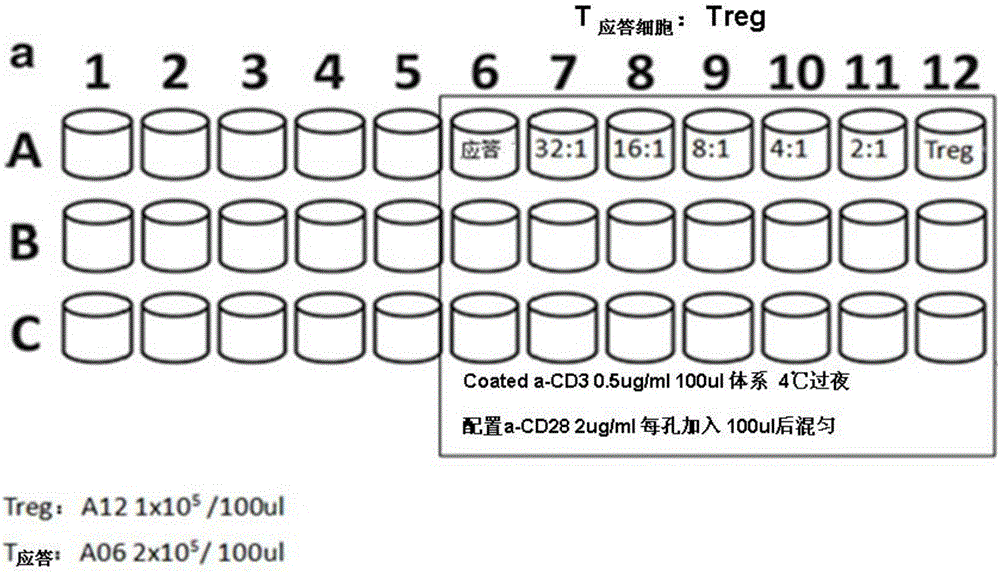 一種優化的從幼稚T細胞誘導擴增調節性T細胞的方法與制造工藝