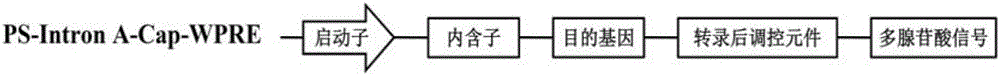 一種優(yōu)化的豬圓環(huán)病毒2型重組腺病毒的構(gòu)建方法與制造工藝