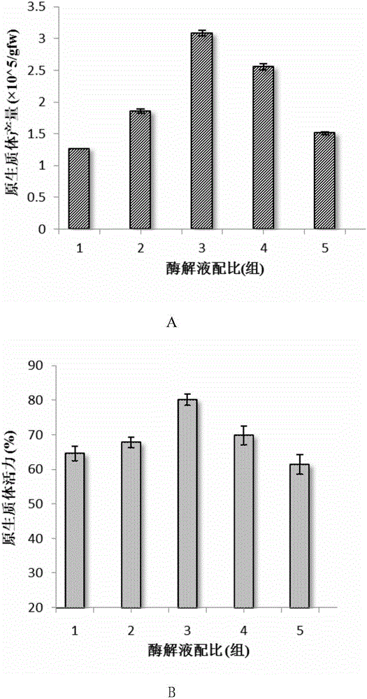 一種雷公藤原生質(zhì)體的分離及瞬時轉(zhuǎn)化方法與制造工藝