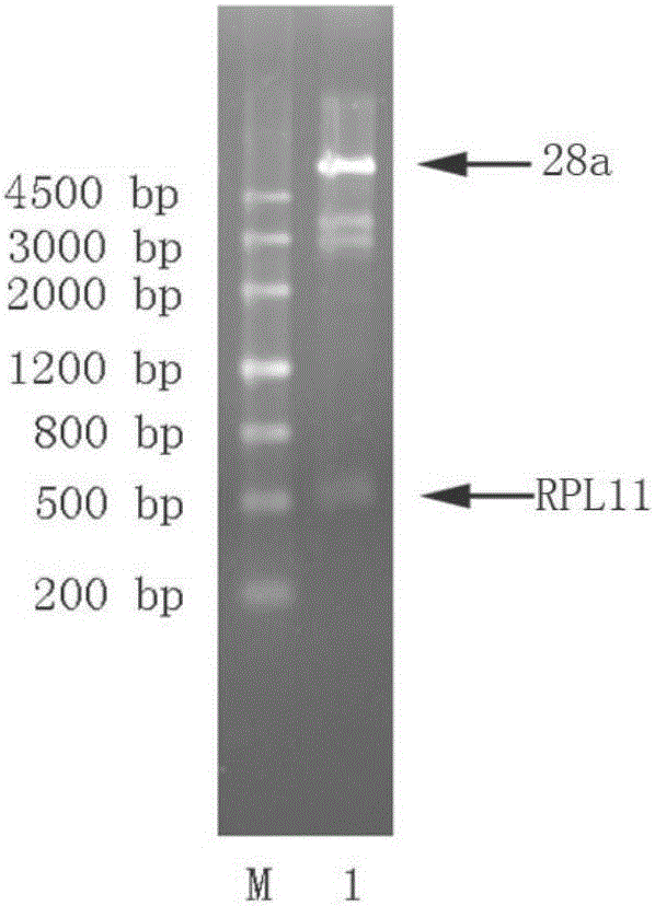 一种青稞RPL11cDNA基因的反转录PCR方法及其PCR扩增和重组表达方法与制造工艺