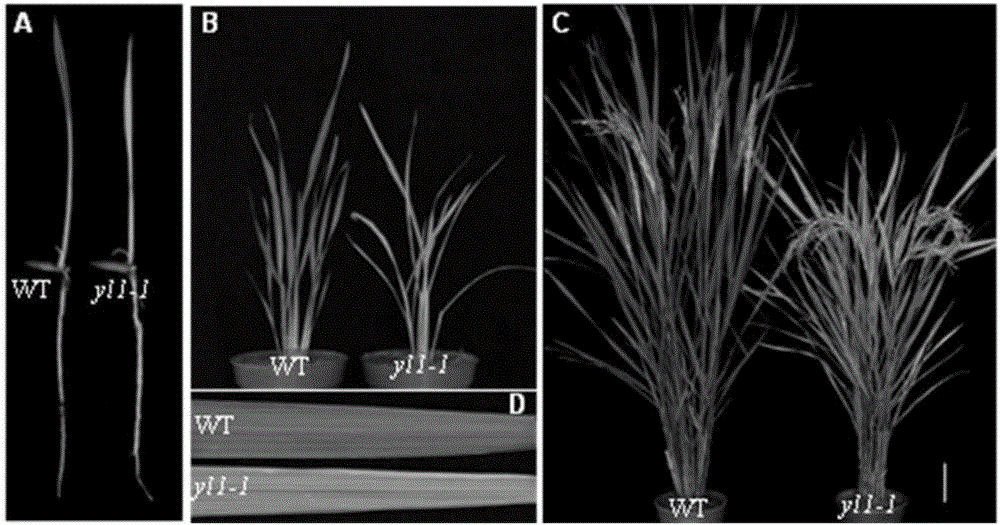 一种水稻叶色调控基因YL1及其应用的制造方法与工艺