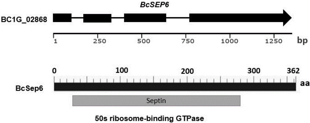 一种与致病力相关的灰霉病菌基因BcSEP6及其应用的制造方法与工艺