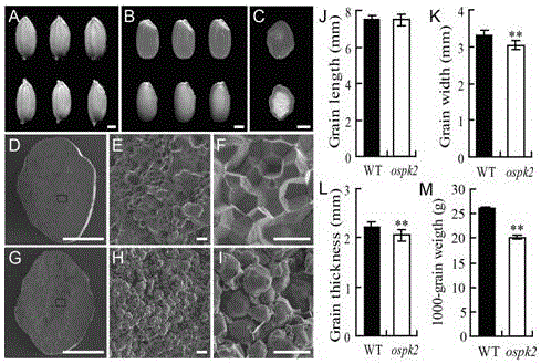 一种控制稻米胚乳垩白形成的基因ospk2及其应用的制作方法