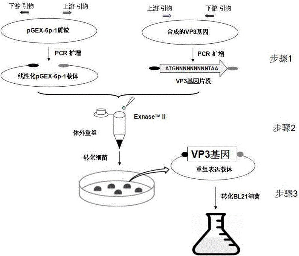 一种GyV5新型环形病毒VP3蛋白制备方法与制造工艺