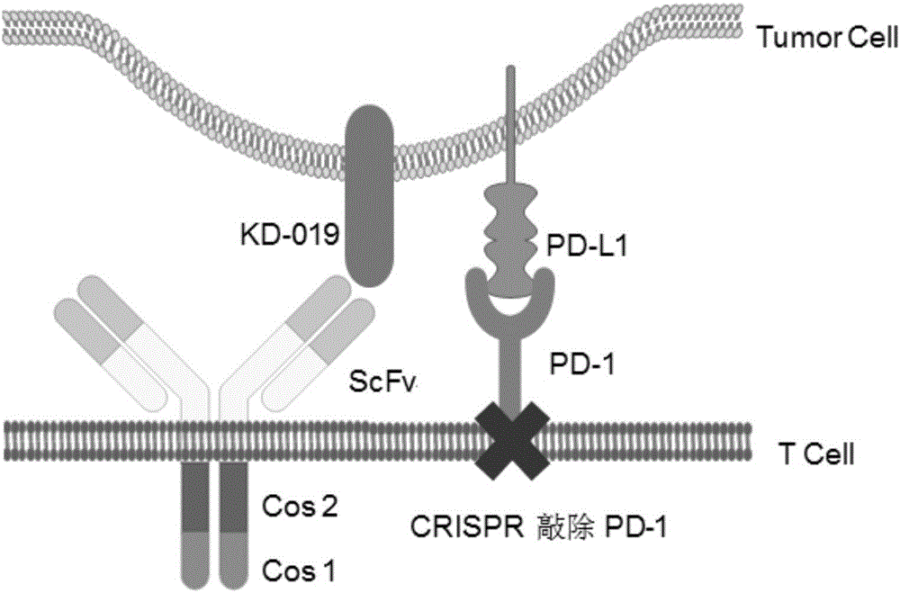 利用CRISPR/Cas9敲除人PD‑1基因构建靶向CD19CAR‑T细胞的方法与制造工艺