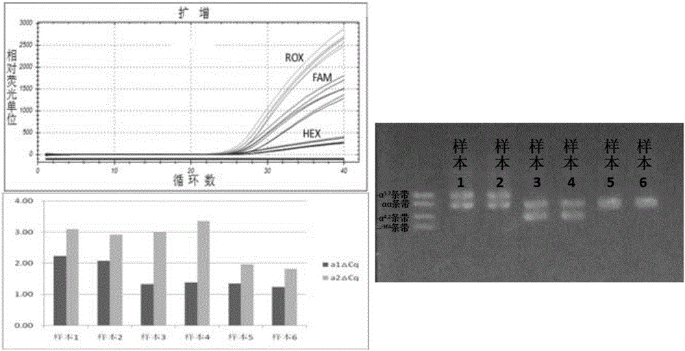 一种荧光探针PCR 法快速检测α/β‑地中海贫血的试剂盒的制造方法与工艺