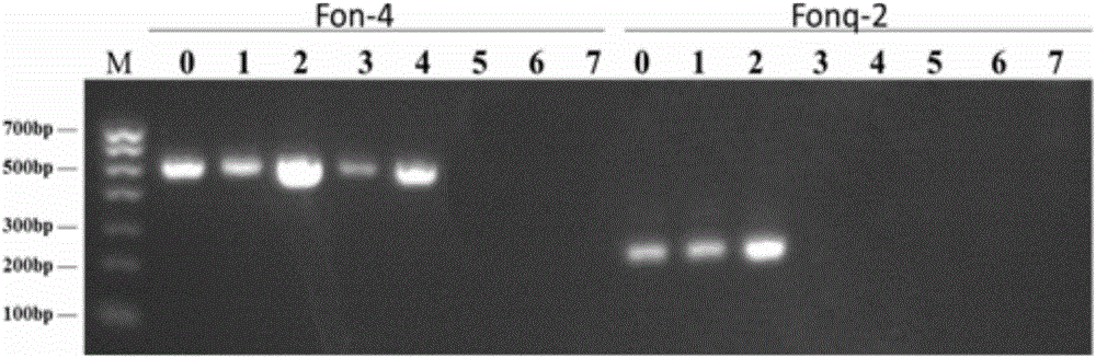 一种实时荧光定量PCR检测土壤西瓜枯萎病菌的方法及引物与制造工艺