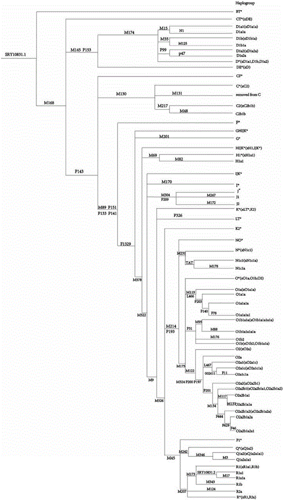 基于74個(gè)Y染色體SNP遺傳標(biāo)記的法醫(yī)學(xué)二代測(cè)序試劑盒的制造方法與工藝