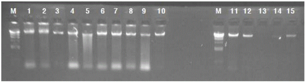 老年性黄斑病变的相关基因的检测试剂盒的制造方法与工艺