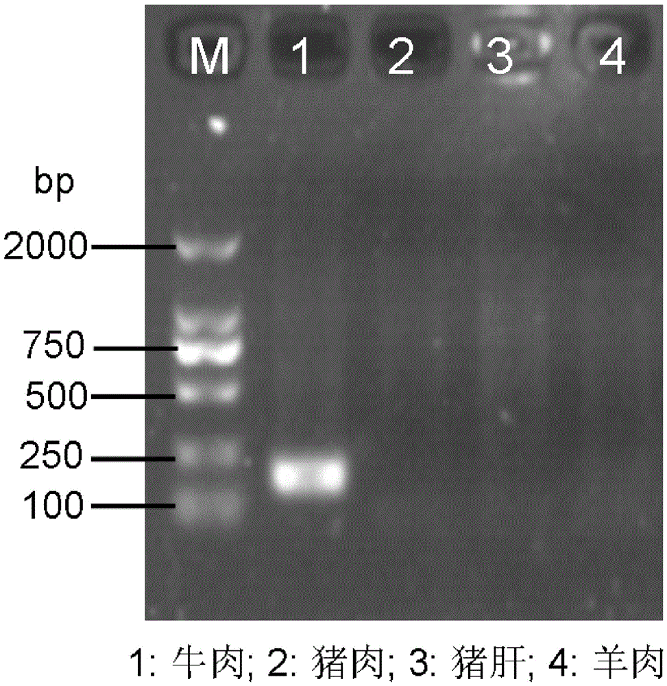 一种快速鉴定牛肉的方法与制造工艺