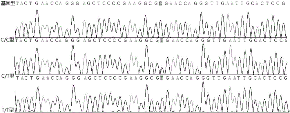 一种rs12979860基因分型双色荧光PCR快速检测试剂盒的制造方法与工艺