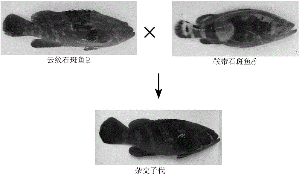 云紋石斑雌魚與鞍帶石斑魚雄魚雜交育種方法與制造工藝