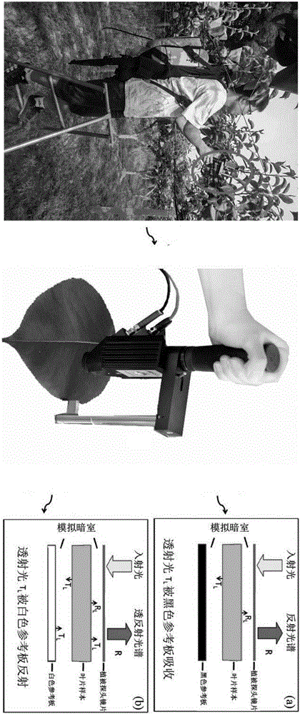 一種梨樹葉片氮素含量的無(wú)損測(cè)量方法與制造工藝