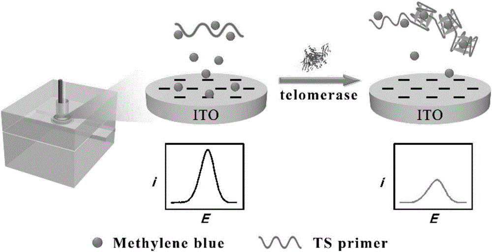利用亚甲基蓝与G‑四链体的结合进行电化学检测端粒酶活性的方法与制造工艺